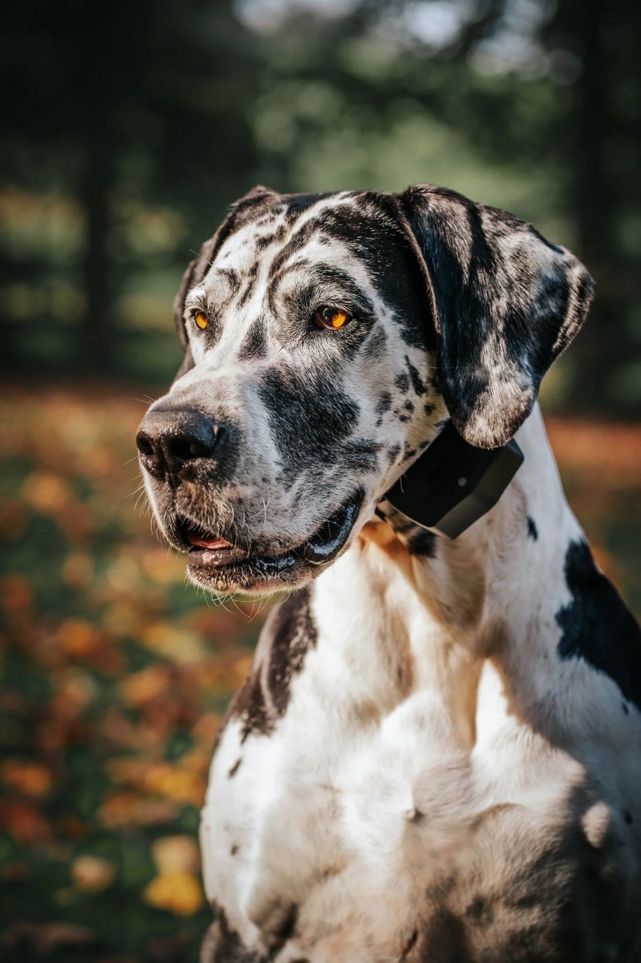 PetSafe Brands