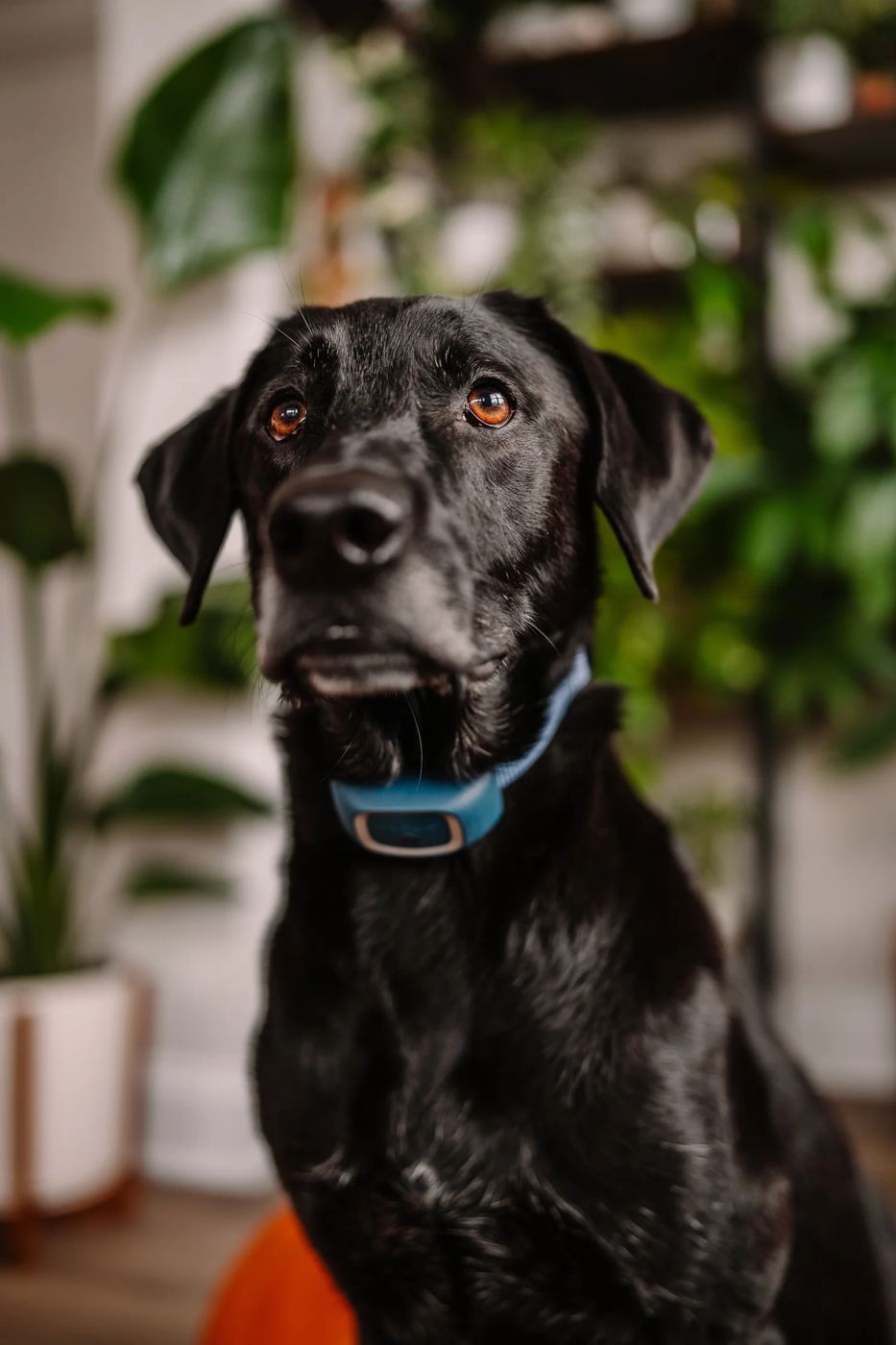 Rechargeable bark collar