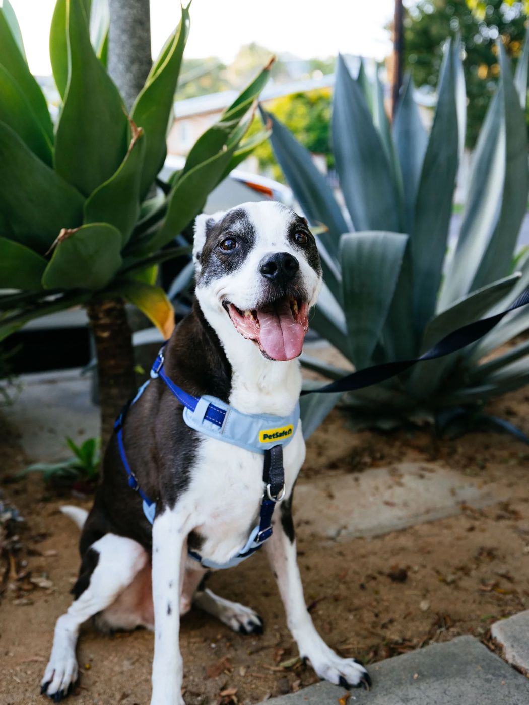 Comfort Harness